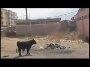 ثور هائج يهاجم مجموعة من الشباب بسوق سيدي بوزكري بمكناس