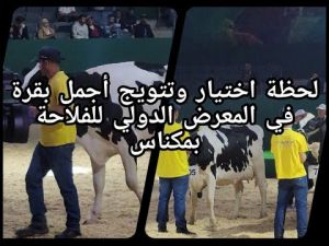 لحظة اختيار وتتويج أجمل بقر بالمعرض الدولي للفلاحة بمكناس