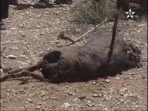 خنزير يقتل رب أسرة بالصويرة