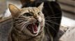 قطة مسعورة تهاجم ثلاثة مواطنين داخل جماعة الصفاصيف