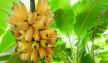 تعرف الفوائد الصحية لأوراق شجرة الموز