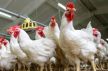 لهذه الأسباب عرفت أسعار الدجاج انخفاضا ملموسا في شهر رمضان 